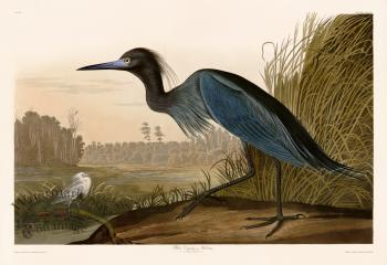 307 Blue Crane